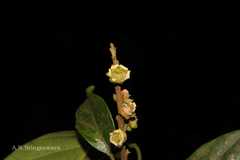 Paracroton integrifolius